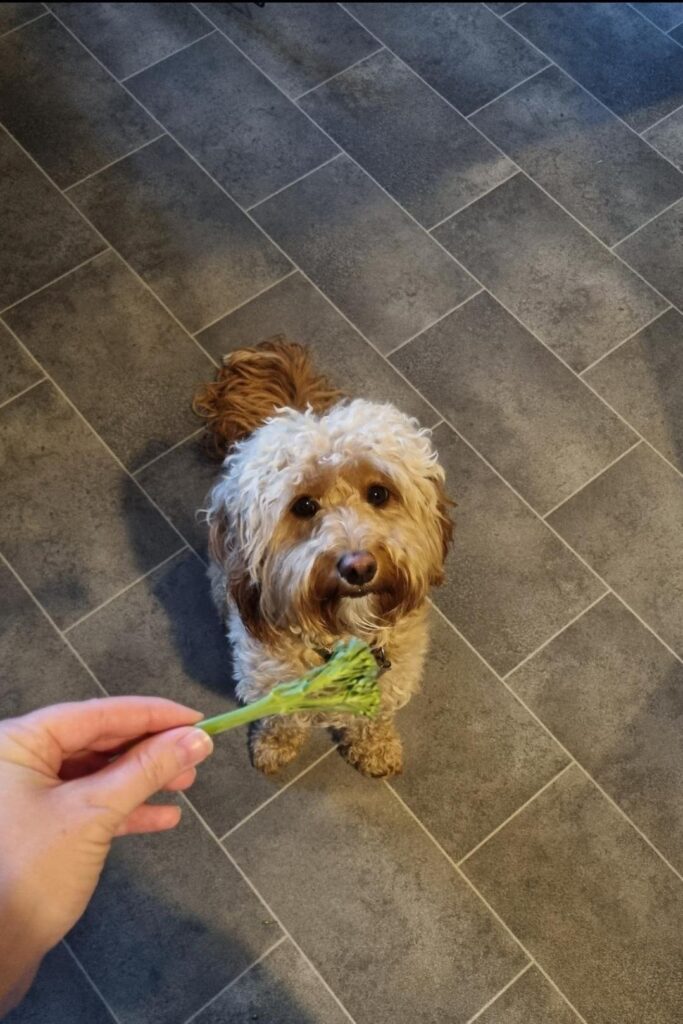 Olive with brocollijpg